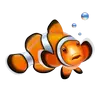 Clownfish